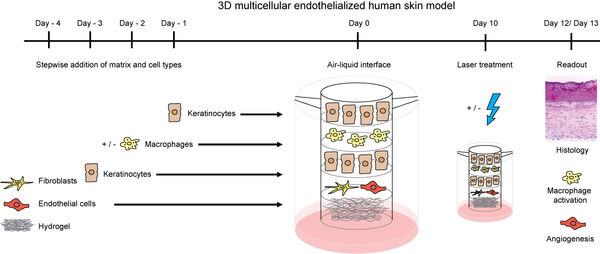 Figure 6: Composition and generation scheme of 3D skin model that comprises macrophages and endothelial cells. The figure is derived from a recent own publication. 5