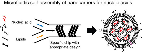 Figure 1: Self-assembly of lipid-based nanocarriers for nucleic acids using microfluidic technology. The microfluidic process occurs, compared to traditional methods to generate liposomes, extremely rapid and does require heating which is a big advantage to preserve the functionality of biological molecules, particularly RNA. Unpublished own figure.