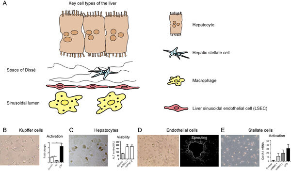 Figure 3: Key liver cell types. (A) Schematic depiction of liver cell types. (B-E) Representative micrographs of representative cells in cell culture. (B) Response of Kupffer cells (modelled by bone marrow macrophages) to typical stimuli like interferon gamma and interleukin 4. (C) Hepatocytes after 24 hours of culture on collagen-coated plates, serving as a reporter of viability. (D) Liver sinusoidal endothelial cells in culture plate (left side) and derived from aortic sprouts (right side). (E) Hepatic stellate cells with recognizable lipid droplets and activation in cell culture. Unpublished own figure. 