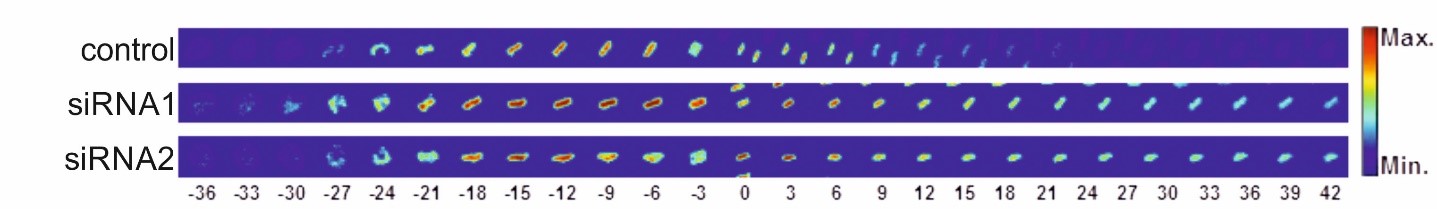 The fate of chromatin, marked by a fluorescent histone fusion protein, is tracked throughout mitosis. The intensity of the staining, which indicates chromatin density, is represented in false colors. Before metaphase, the chromatin condenses and then reverts after chromatin segregation. The process of chromatin decondensation is slowed down by the downregulation of target genes (siRNA1 and siRNA2). Images from videos are synchronized with the transition from metaphase to anaphase.