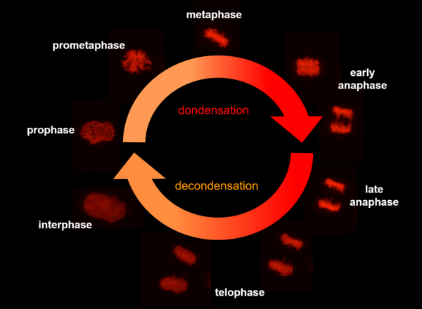molecular mechanisms of chromatin decondensation and nuclear reassembly in late stages of cell mitosis