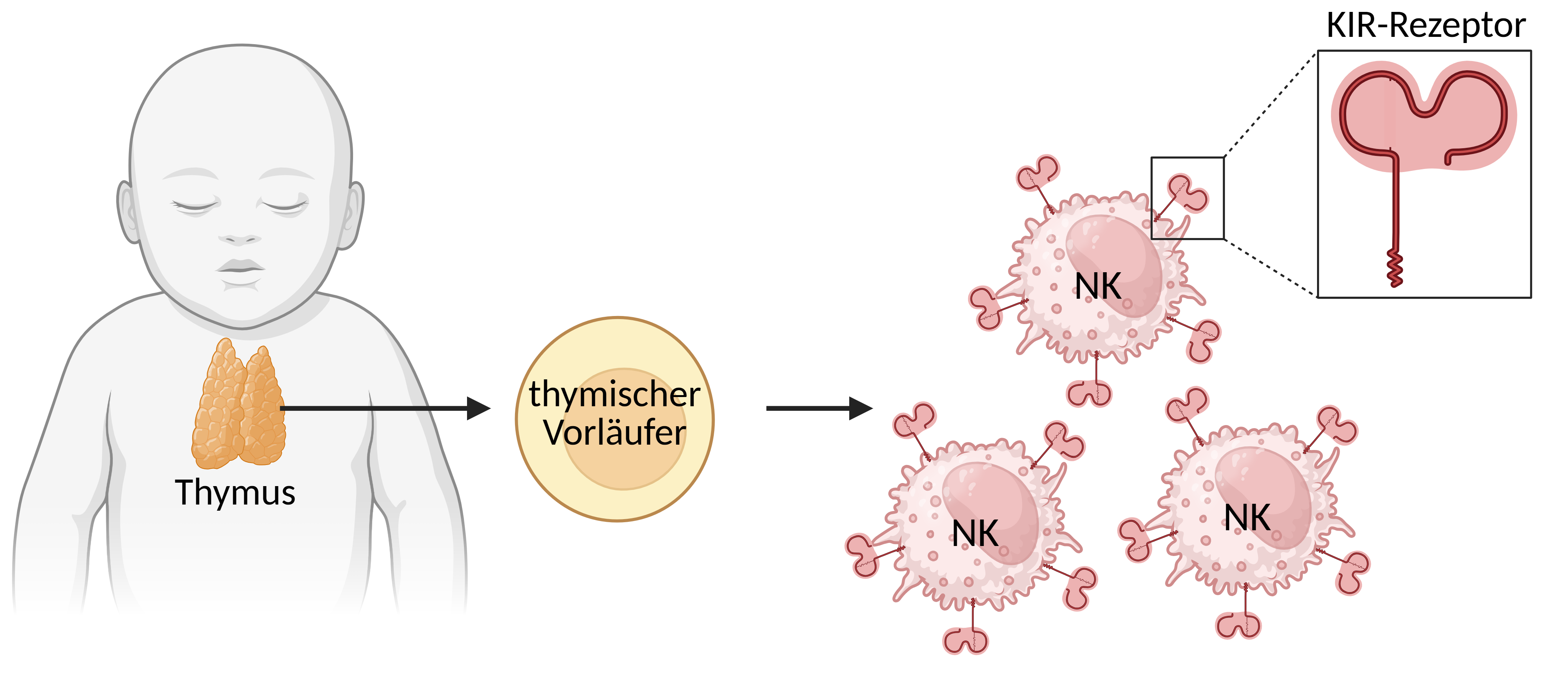 Graphische Darstellung des Erforschten