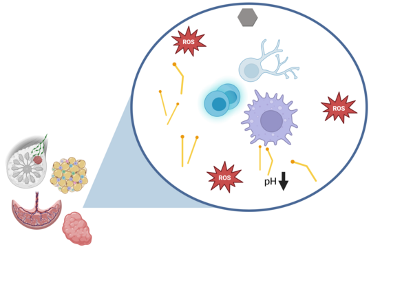 Abbildung 1: Immunzellen sind im Gewebe besonderen Bedingungen ausgesetzt. Wie niedrige Glukose-Level, ein hoher Anteil an freien Fettsäuren und reaktiven Sauerstoffspezies (ROS) sich auf die Funktion von Immunzellen auswirken, ist Gegenstand unserer aktuellen Untersuchungen. Created in BioRender.
