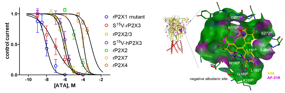 [Translate to en:] Concentration-response curves of aurintricarboxylic acid (ATA) at the indicated P2XRs (left) and molecular-docking of ATA and AF-219 (a known P2X3R antagonist) into the negative allosteric site of the hP2X3R. 