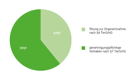 Kreisdiagramm mit zwei Segmenten: Das größere, dunkelgrüne Segment zeigt 9.250 genehmigungspflichtige Vorhaben nach §7 TierSchG. Das kleinere, hellgrüne Segment zeigt 5.883 Tötungen zur Organentnahme nach §4 TierSchG.“