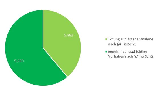 Kreisdiagramm mit zwei Segmenten: Das größere, dunkelgrüne Segment zeigt 9.250 genehmigungspflichtige Vorhaben nach §7 TierSchG. Das kleinere, hellgrüne Segment zeigt 5.883 Tötungen zur Organentnahme nach §4 TierSchG.“