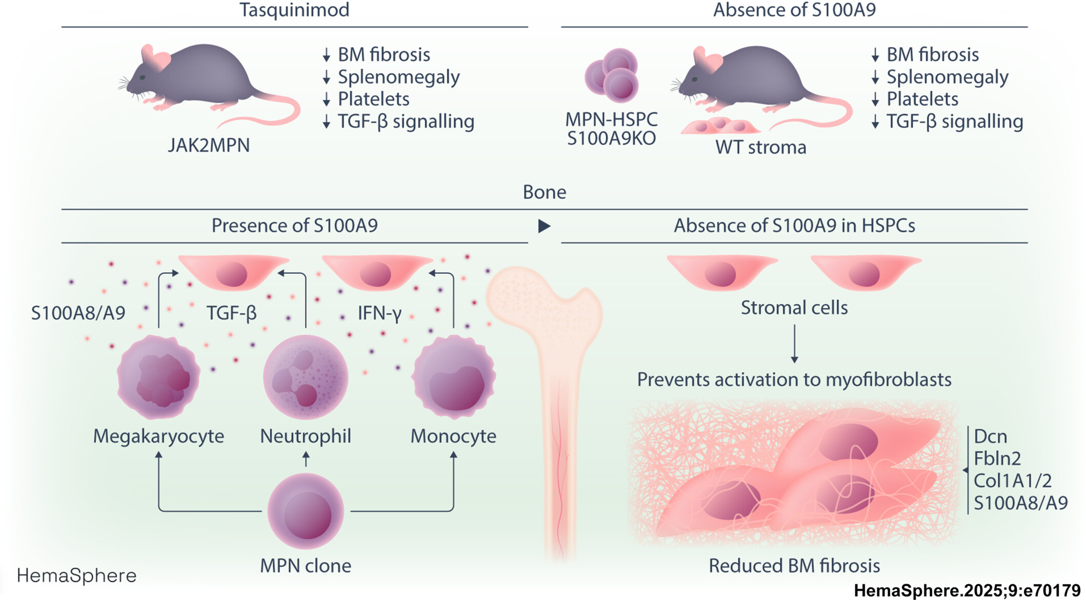 [Translate to Englisch:] Bildliche Abbildung der Studie mit Mäusen 