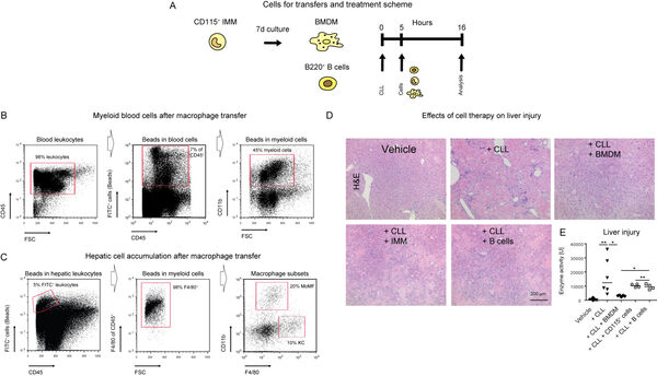 Figure 12: Cellular reprogramming ex vivo and macrophage-based cell therapy. Modified from an own recently published article.11