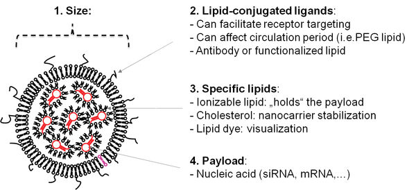 Figure 2: Composition of the nanocarriers for nucleic acids. The lipids which are mixed in a certain specific lipid mix contain various different lipids of which each fulfills specialized functions in nanocarrier integrity. Unpublished own figure. 