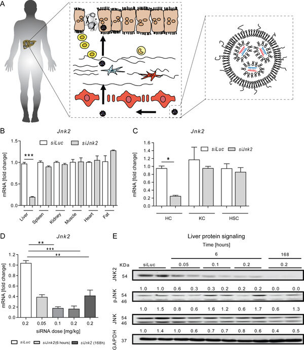 Figure 11: Liver-specific knockdown of Jnk2 in hepatocytes. A: Unpublished figure. B-E: from the publication of Max Woitok et al.2020, Cell death and disease.10 