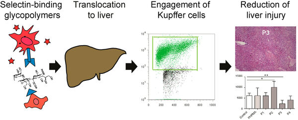 Figure 8. Scheme for the actions of selectin-binding glycopolymers. The nanoparticles bind to the resident macrophages in the liver and reduce the severity of liver diease. GRaphical abstract from own published study.7