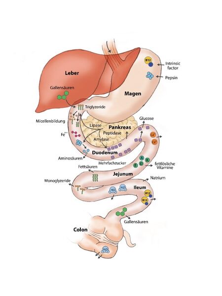 Abbildung 1: Übersicht über Nährstoff-und Vitaminaufnahme im Magen-Darm-Trakt